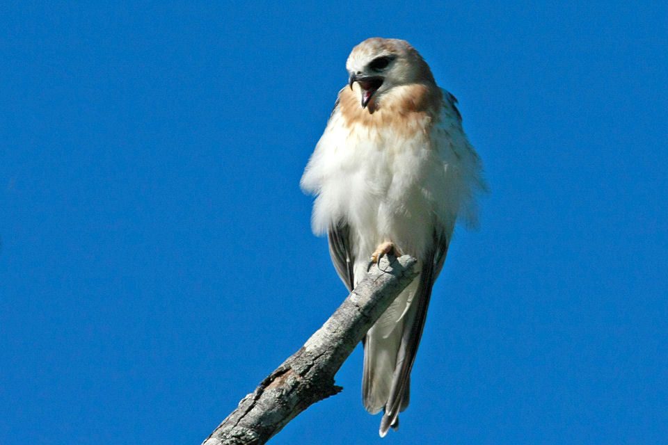 Black-shouldered Kite (Elanus axillaris)